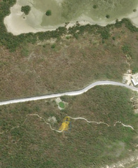 Thamnophis proximus rutiloris