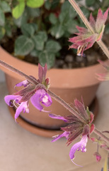 Salvia palaestina
