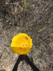 Calochortus weedii