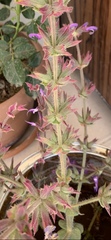 Salvia palaestina