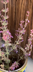 Salvia palaestina