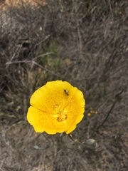 Calochortus weedii