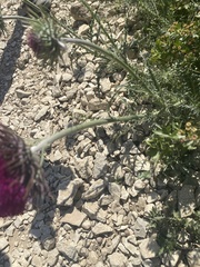 Carduinae