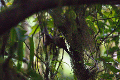 Premnoplex brunnescens