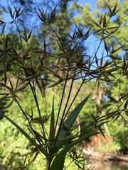 Rhynchospora inundata