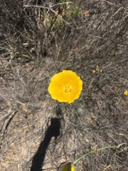 Calochortus weedii