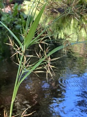 Rhynchospora inundata