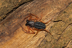Platyoides walteri