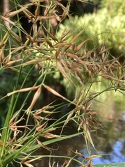 Rhynchospora inundata