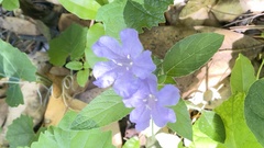 Ruellia ciliosa