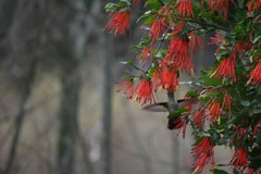 Sephanoides sephaniodes