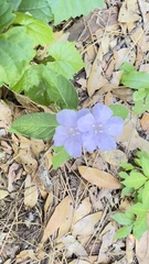 Ruellia ciliosa