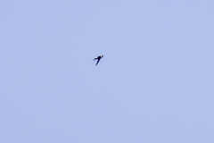 Panyptila cayennensis