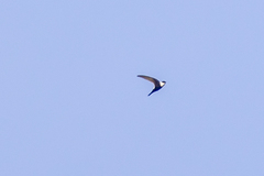 Panyptila cayennensis