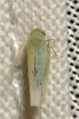 Balclutha punctata