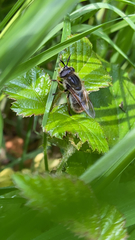 Callicera