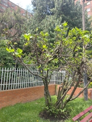 Ficus carica