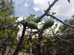 Ficus carica
