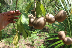 Tabernaemontana donnell-smithii