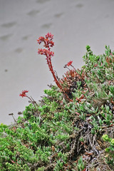 Dudleya caespitosa