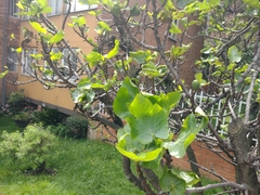 Ficus carica