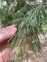 Calocedrus