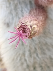 Cleistocactus strausii