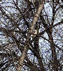 Accipiter cooperii