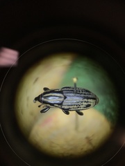 Sphenophorus australis