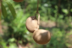 Tabernaemontana donnell-smithii