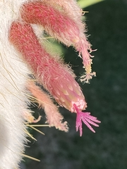 Cleistocactus strausii