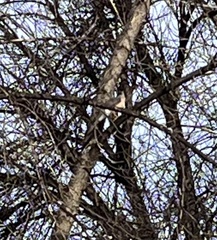 Accipiter cooperii