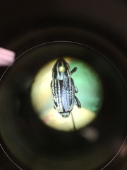 Sphenophorus australis
