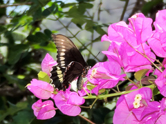 Battus polydamas polydamas