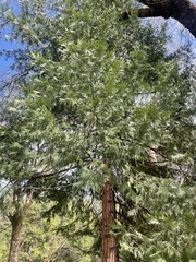 Calocedrus