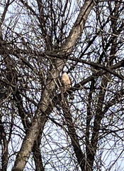 Accipiter cooperii