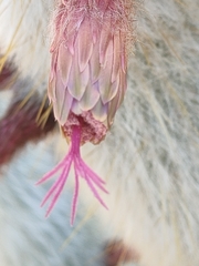 Cleistocactus strausii