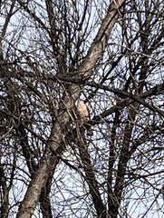 Accipiter cooperii