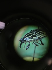 Sphenophorus australis