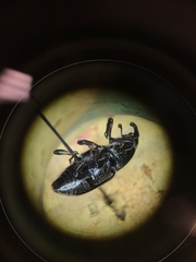 Sphenophorus australis