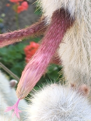 Cleistocactus strausii