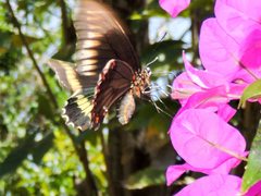 Battus polydamas polydamas