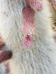 Cleistocactus strausii