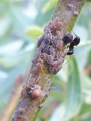 Pterocomma rufipes