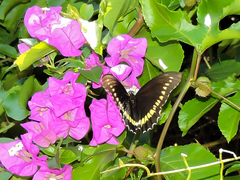 Battus polydamas polydamas