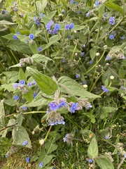 Pentaglottis sempervirens