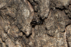 Technomyrmex pallipes