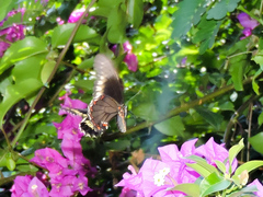 Battus polydamas polydamas