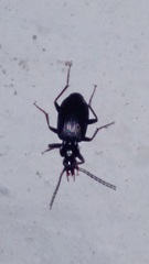 Limodromus