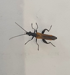Oedemera femorata